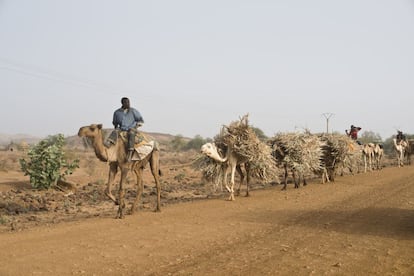 Caravana de camellos a su paso por Toumboulana. Los tuareg transportan paja para dar de comer a los animales y para venderla en Taoua, ciudad a la que se dirigen.