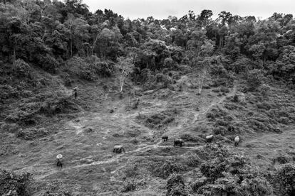Global Forest Watch, una plataforma 'online' dedicada a proveer datos y herramientas para el control de los bosques a escala mundial, estima que en 2010 Laos tenía 14,5 millones de hectáreas cubiertas de bosque, cerca de un 63% de su superficie. Desde entonces, calcula que se han perdido cerca de 400.000 hectáreas. Esta disminución de la masa forestal dificulta los movimientos migratorios de los elefantes y fragmenta sus poblaciones, traduciéndose en consanguinidad y pérdida de diversidad genética. Si antaño se desplazaban libremente por toda la región, hoy su presencia se limita muchas veces a parques naturales y zonas protegidas.