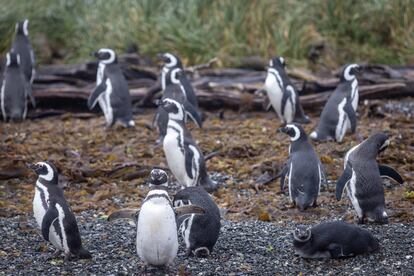 Grupo de pingüinos de Magallanes en los islotes Tuckers.