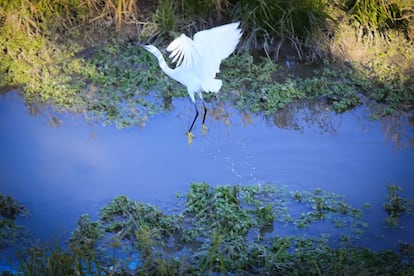 Una garceta común alza su vuelo junto al estadio Vicente Calderón. Es un ave siempre ligada a medios acuáticos. Puede encontrarse en playas rocosas o arenosas, estuarios, deltas, salinas, arrozales, ríos y pantanos. En España habitan permanentemente más de 10.000 parejas y en invierno vienen hasta 8.000 individuos más. En todo el continente europeo se estima que hay alrededor de 68.000-94.000 parejas reproductoras y es una especie que ha incrementado bastante sus poblaciones en las últimas décadas.