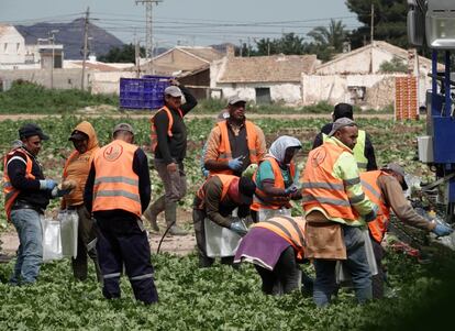 Trabajadores recogiendo la cosecha sin protección contra el coronavirus y sin guardar la distancia de seguridad, en el Campo de Cartagena (Murcia), el 23 de abril.
