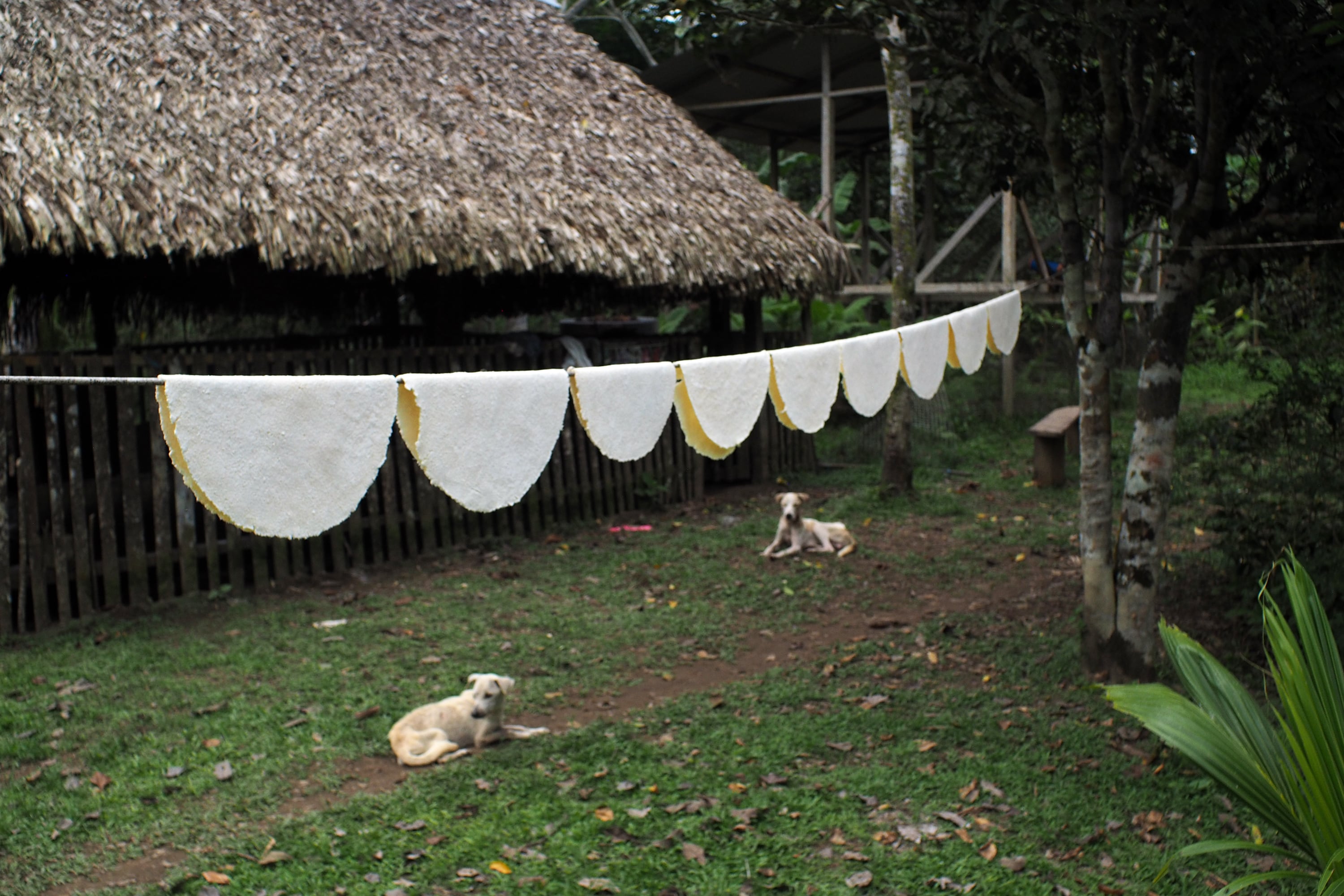 Casabe: el pan ancestral que en Ecuador resguarda el pueblo siekopai