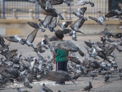 Palomas revolotean alrededor de un niño en la Plaza Bolívar, en una imagen de archivo.