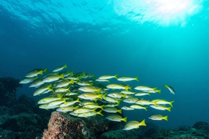 Un banco de peces en la Cordillera de Coiba, donde Panamá ha creado una reserva marina de 67,742 kilómetros cuadrados, es decir, un área casi tan grande como su superficie terrestre.
