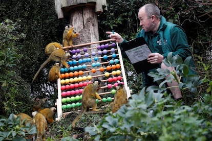 Yony Cholerton, uno de los cuidadores del zoológico, hace recuento de los ejemplares de monos ardilla en su recinto