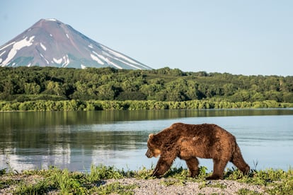 En la península de Kamchatka, Rusia, se encuentran más osos que personas.