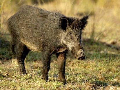 Un ejemplar de jabalí, en una imagen de la Junta de Andalucía.