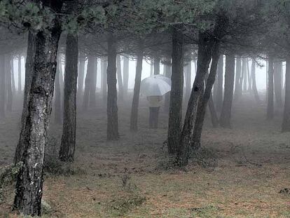 Uno paseante bajo la lluvia en un bosque de pinos en Vizcaya.