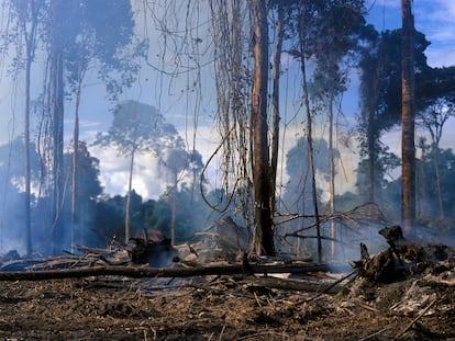 Destrucción de selva tropical por tala y quema para agricultura de pastoreo en el Bosque de Imataca, en Venezuela.