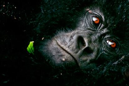 Un gorila fotografiado en un parque nacional de Ruanda por el gallego Juan Pablo Moreiras.