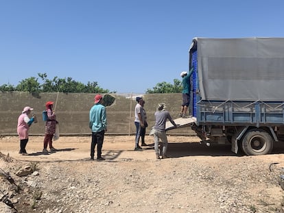 Personas migrantes recogen la cosecha de pimientos de un invernaderos en Torre-Pacheco (Murcia), en una imagen de archivo.