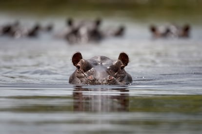 Un hipopótamo en la Franja de Caprivi (Namibia).