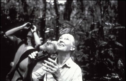 Imagen del documental 'La pasión de Jane Goodall', emitido en octubre de 2003.