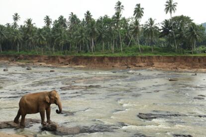 Un elefante se baña en el orfanato para paquidermos en Pinnawela, al suroeste de Sri Lanka.