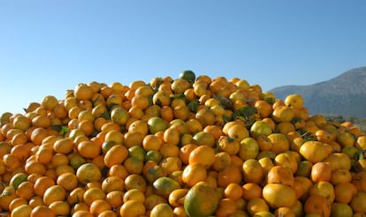 Naranjas da&ntilde;adas por la mosca de la fruta.
