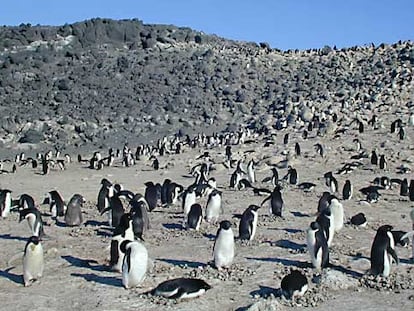 Colonia de pingüinos Adelia en cabo Royds.