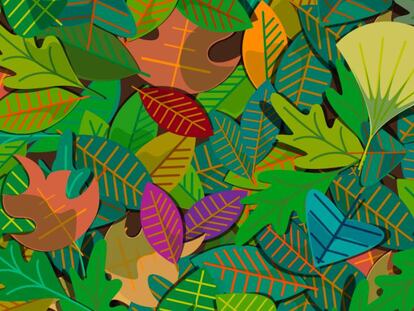 Ilustración de Chiara Caproni para la publicación 'Descubriendo los bosques'.