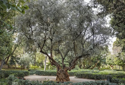 Las rutas conectan unos árboles singulares con otros siguiendo cinco hilos conductores geográficos y temáticos. En la imgaen, el Olivo de los jardines de Monforte, en Valencia.