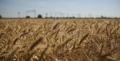 Campo de trigo en la región ucraniana de Dnipropetrovsk 