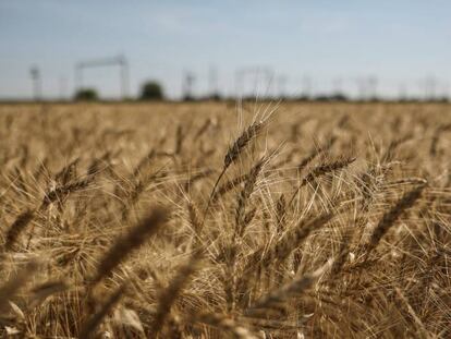 Campo de trigo en la región ucraniana de Dnipropetrovsk 