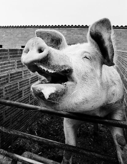 Cerdo feliz. (Barcelona, 1985)