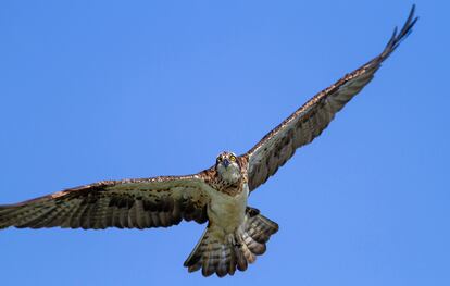 Una hembra de águila pescadora surca los cielos en Senegal.
