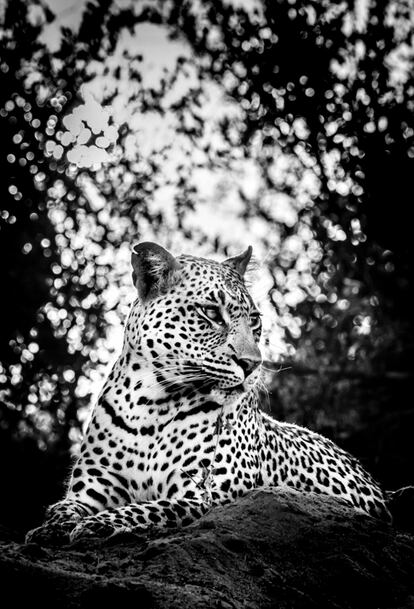 Leopardo, en el parque nacional Kruger (Sudáfrica). Especie vulnerable.