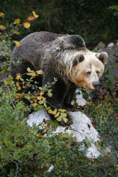 Un oso en el parque natural de Somiedo (Asturias).