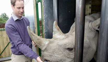 El príncipe Guillermo con un rinoceronte en el parque Port Lympne, Reino Unido.
