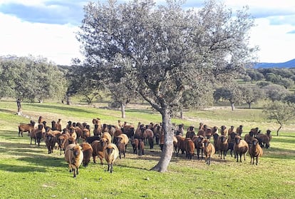 El rebaño de Martínez, en la dehesa.