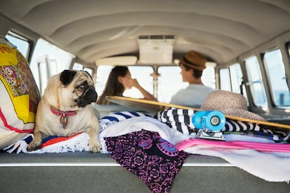 Síndrome perros tras las vacaciones