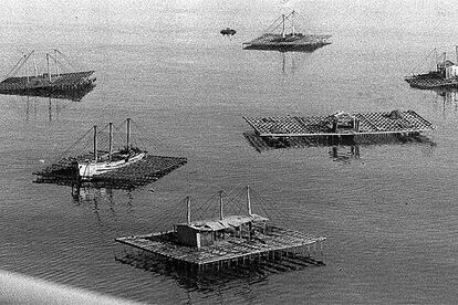 Bateas dedicadas a la produccin de mejillones en las costas de Galicia.