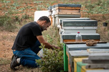 El apicultor Samuel Ramal trabajando en las cajas de las colmenas para intentar protegerlas.