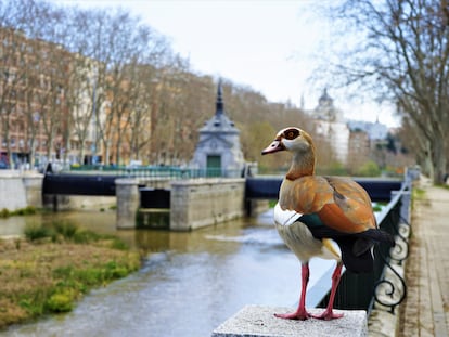 Madrid, imagen tomada entre el puente de la Reina Victoria y el puente del Rey, en el Manzanares. Zona ejemplo de recuperación de la biodiversidad en la que habitan diferentes especies de aves, como la garza real, el martín pescador o el ganso del Nilo (en la foto).