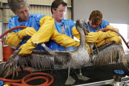 Veterinarios lavan a varios pelícanos afectados por la marea.