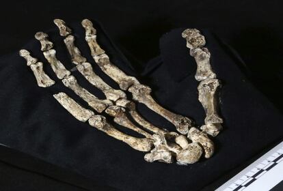 Esqueleto de la mano de la nueva especie de homínido descubierta, el "Homo Naledi". Los descubridores creen que aquellos homínidos fueron depositados allí por sus congéneres, lo que supondría un inesperado comportamiento funerario nunca observado en humanos tan primitvos