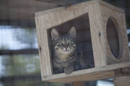 Un gato acogido en un centro de protección animal.