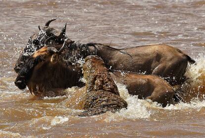 Un cocodrilo ataca a un ñu durante la migración anual en la reserva natural Masái Mara (Kenia).