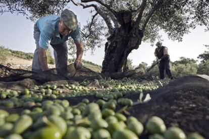 Firmas como Red Calea ayudan a los agricultores españoles a modernizar su negocio y reinvierten sus beneficios en proyectos sociales.