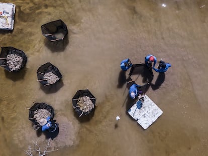 'Las chemeleras' trabajan en la recuperación de un manglar muerto en Progreso (México), en febrero de 2023.