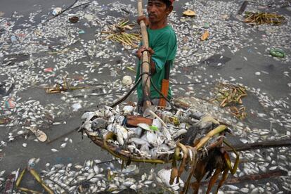 Un trabajador recoge alguno de los miles de peces muertos que aparecieron en Freedom Island, un área protegida para aves migratorias, a lo largo de la Bahía de Manila (Filipinas), el 11 de octubre de 2019.