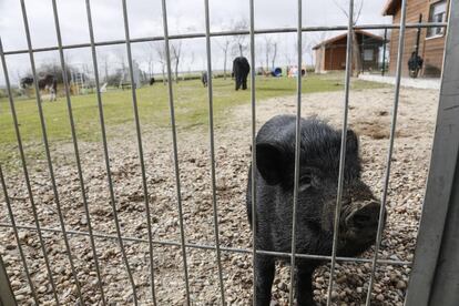 Un cerdo vietnamita en la protectora de animales Alba en Camarma de Esteruelas (Madrid).