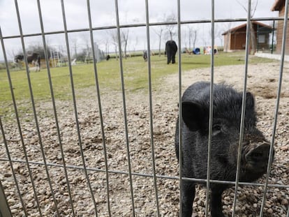 Un cerdo vietnamita en la protectora de animales Alba en Camarma de Esteruelas (Madrid). 