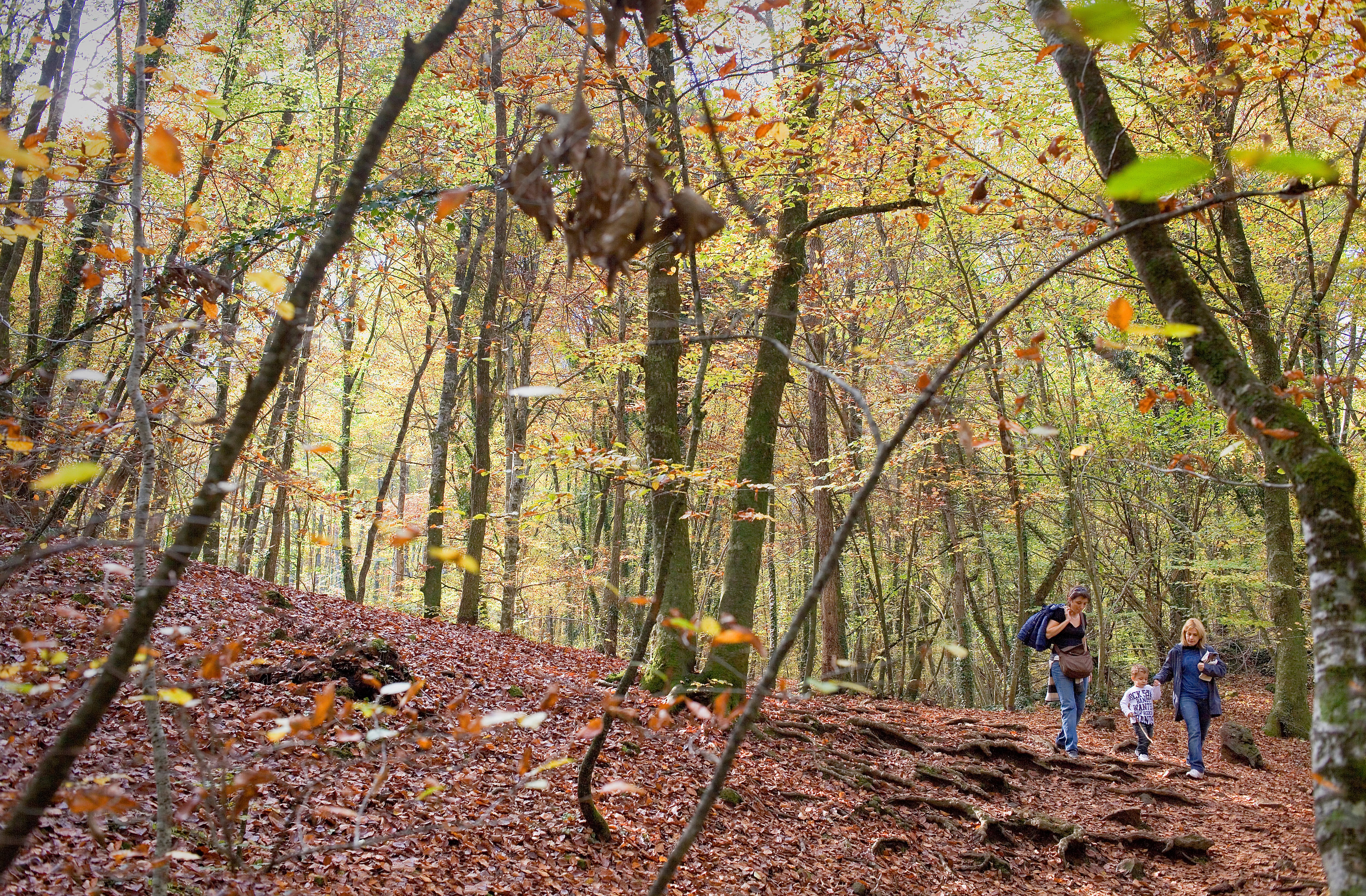 Cuatro bosques de Cataluña para visitar en otoño