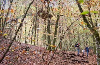 Fageda d'en Jordà, en la comarca de la Garrotxa (Girona)