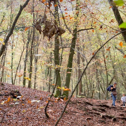 Fageda d'en Jordà, en la comarca de la Garrotxa (Girona)