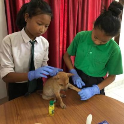 La escuela sirve también de "refugio para animales" abandonados