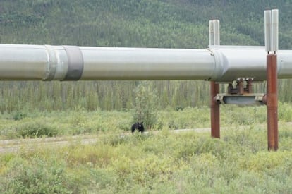 Junto a la Dalton Highway se encuentra el ‘Trans-Alaska pipeline', un oleoducto que transporta petróleo desde Prudhoe Bay, el yacimiento más grande de Norteamérica. Hay muchos osos en la zona, por lo que resulta recomendable subir la comida a los árboles o, en su defecto, al oleoducto.