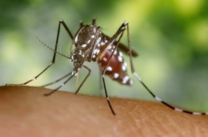 El mosquito tigre se distingue del común por tener sus patas rayadas con franjas de color blanco.