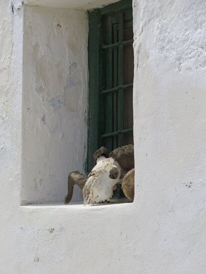 Cráneo descarnado de un carnero en ventana exterior.